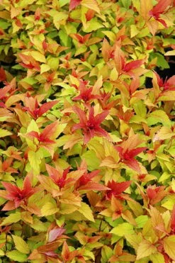 Gold Flame Spirea - 3 Gallon Pot 12 Gold Flame Spirea - 3 Gallon Pot -Plant Shop spirea bumalda gold flame 6