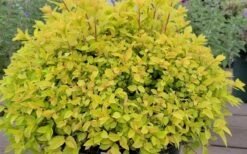 Gold Mound Spirea - 3 Gallon Pot -Plant Shop spirea japonica gold mound 11