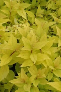 Gold Mound Spirea - 3 Gallon Pot -Plant Shop spirea japonica gold mound 12