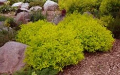 Gold Mound Spirea - 3 Gallon Pot -Plant Shop spirea japonica gold mound 14