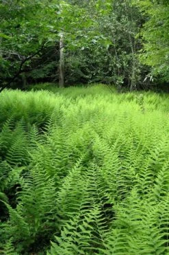 Southern Wood Fern (Thelypteris Kunthii) 2.5 Quart Pot -Plant Shop thelypteris kunthii southern wood fern 114