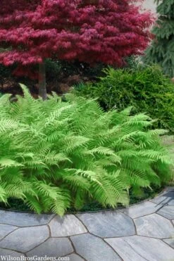 Southern Wood Fern (Thelypteris Kunthii) - 5 Pack Of Quart Pots