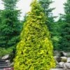 Sunshine Arborvitae (Thuja) - 1 Gallon Pot -Plant Shop thuja plicata sunshine arborvitae 2