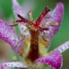 Samurai Toad Lily (Tricyrtis Formosana) - 5 Pack Of Quart Pots 2 Samurai Toad Lily (Tricyrtis Formosana) - 5 Pack Of Quart Pots -Plant Shop tricyrtis formosana samurai toad lily 3