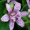 Miyazaki Toad Lily (Tricyrtus Hirta) - 1 Gallon Pot -Plant Shop tricyrtis hirta miyazaki toad lily 8