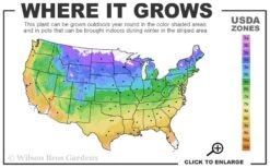 Bumbleberry Pie Dianthus (Carnations) - 1 Gallon Pot -Plant Shop usda zone map 2