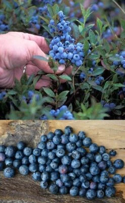 Wild Lowbush Blueberry Plant - 1 Gallon -Plant Shop vaccinium angustifolium low bush blueberry 10