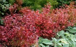 Wild Lowbush Blueberry Plant - 1 Gallon -Plant Shop vaccinium angustifolium low bush blueberry 2