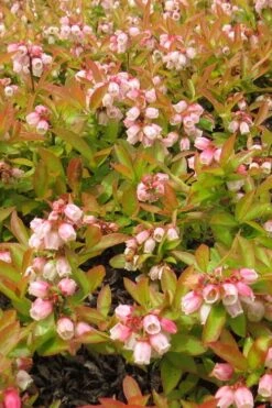 Wild Lowbush Blueberry Plant - 1 Gallon -Plant Shop vaccinium angustifolium low bush blueberry 4