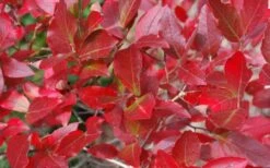 Wild Lowbush Blueberry Plant - 1 Gallon -Plant Shop vaccinium angustifolium low bush blueberry 6