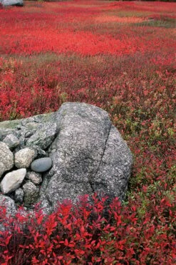 Wild Lowbush Blueberry Plant - 1 Gallon -Plant Shop vaccinium angustifolium low bush blueberry 7