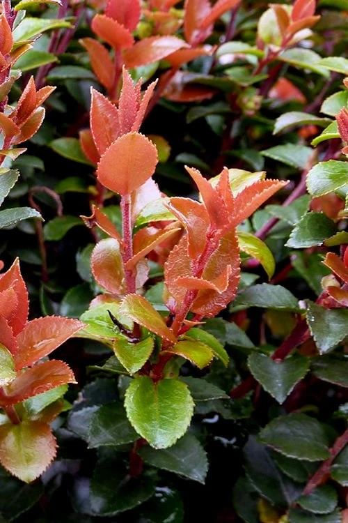 Evergreen Huckleberry (Vaccinium Ovatum) - 1 Gallon Pot 7 Evergreen Huckleberry (Vaccinium Ovatum) - 1 Gallon Pot - Image 5