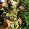 Evergreen Huckleberry (Vaccinium Ovatum) - 1 Gallon Pot -Plant Shop vaccinium ovatum evergreen huckleberry 11