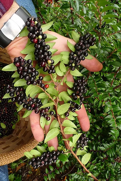 Evergreen Huckleberry (Vaccinium Ovatum) - 1 Gallon Pot 3 Evergreen Huckleberry (Vaccinium Ovatum) - 1 Gallon Pot