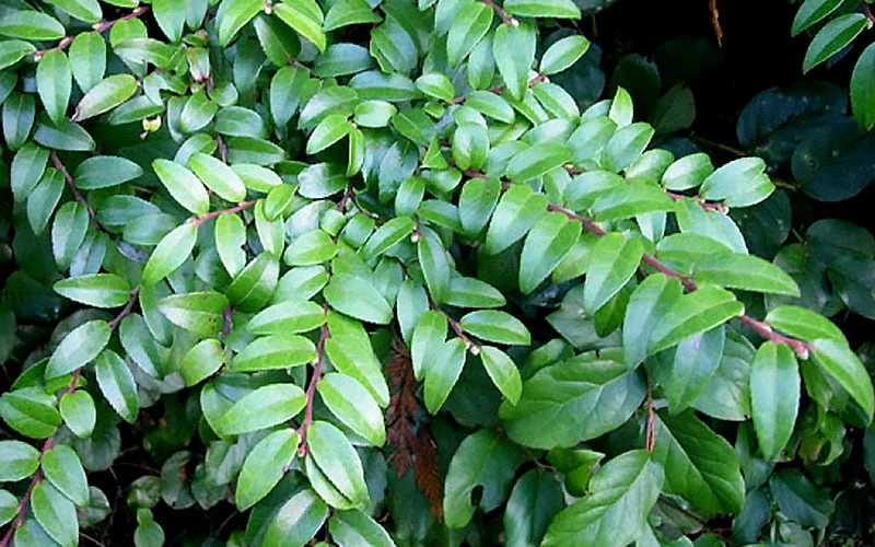 Evergreen Huckleberry (Vaccinium Ovatum) - 1 Gallon Pot 10 Evergreen Huckleberry (Vaccinium Ovatum) - 1 Gallon Pot - Image 8
