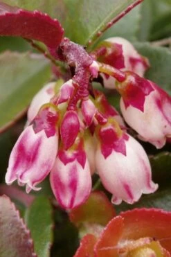 Evergreen Huckleberry (Vaccinium Ovatum) - 1 Gallon Pot 18 Evergreen Huckleberry (Vaccinium Ovatum) - 1 Gallon Pot -Plant Shop vaccinium ovatum evergreen huckleberry 4