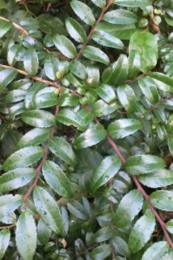 Evergreen Huckleberry (Vaccinium Ovatum) - 1 Gallon Pot 20 Evergreen Huckleberry (Vaccinium Ovatum) - 1 Gallon Pot -Plant Shop vaccinium ovatum evergreen huckleberry 7