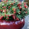Red Candy Ligonberry (Vaccinum Vitis-idaea) - 1 Gallon -Plant Shop vaccinum vitis idaea red candy ligonberry 3