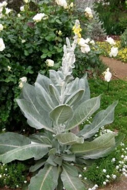 Giant Silver Mullien (Verbascum Bombyciferum) - 1 Gallon Pot -Plant Shop verbascum bombyciferum giant silver mullien 2