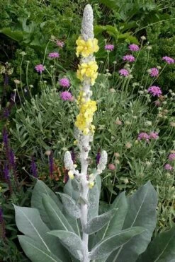 Giant Silver Mullien (Verbascum Bombyciferum) - 1 Gallon Pot -Plant Shop verbascum bombyciferum giant silver mullien 3