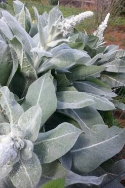 Giant Silver Mullien (Verbascum Bombyciferum) - 1 Gallon Pot -Plant Shop verbascum bombyciferum giant silver mullien 8