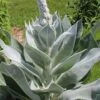 Giant Silver Mullien (Verbascum Bombyciferum) - 1 Gallon Pot -Plant Shop verbascum bombyciferum giant silver mullien 9