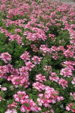 EnduraScape Pink Fizz Verbena - 10 Pack Of Pint Pots -Plant Shop verbena endurascape pink fizz 2