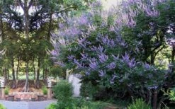 Shoal Creek Blue Chaste Tree (Vitex) - 7 Gallon Pot 13 Shoal Creek Blue Chaste Tree (Vitex) - 7 Gallon Pot -Plant Shop vitex agnus castus shoal creek chaste tree 53