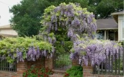 Blue Chinese Wisteria Vine (Wisteria Sinensis) - 3 Gallon Pot 10 Blue Chinese Wisteria Vine (Wisteria Sinensis) - 3 Gallon Pot -Plant Shop wisteria sinensis chinese blue 2