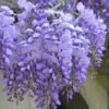 Blue Chinese Wisteria Vine (Wisteria Sinensis) - 3 Gallon Pot -Plant Shop wisteria sinensis chinese blue 3