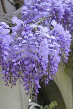 Blue Chinese Wisteria Vine (Wisteria Sinensis) - 3 Gallon Pot