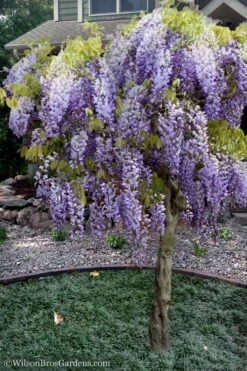 Blue Chinese Wisteria Vine (Wisteria Sinensis) - 3 Gallon Pot 11 Blue Chinese Wisteria Vine (Wisteria Sinensis) - 3 Gallon Pot -Plant Shop wisteria sinensis chinese blue 8