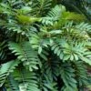 Coontie Palm (Zamia Pumila) - 7 Gallon Pot 2 Coontie Palm (Zamia Pumila) - 7 Gallon Pot -Plant Shop zamia pumila florida coontie 4