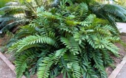 Coontie Palm (Zamia Pumila) - 7 Gallon Pot -Plant Shop zamia pumila florida coontie 5